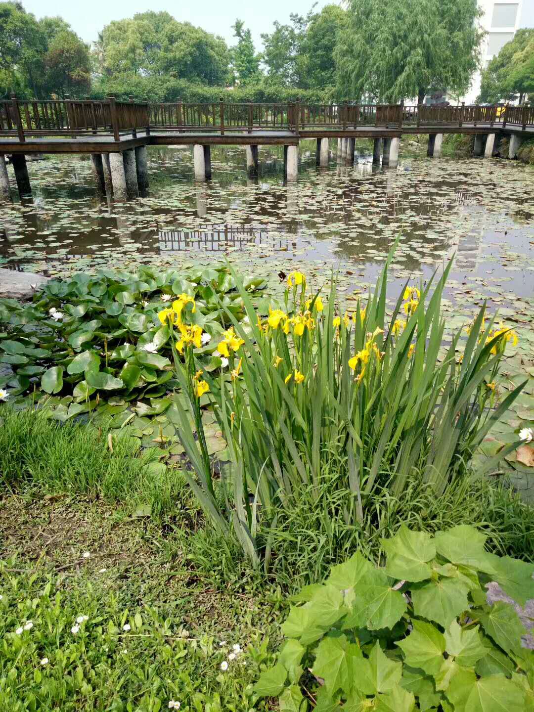 永乐高集团